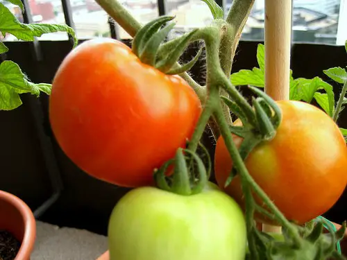 Guide to Growing Early Girl Tomatoes