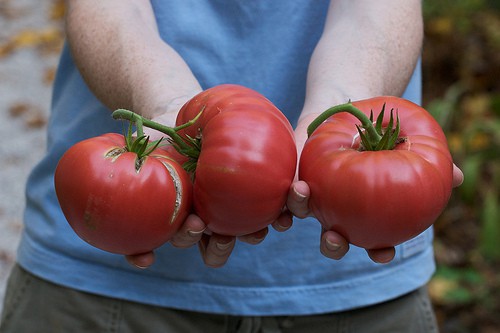 Guide to Growing Brandywine Tomatoes