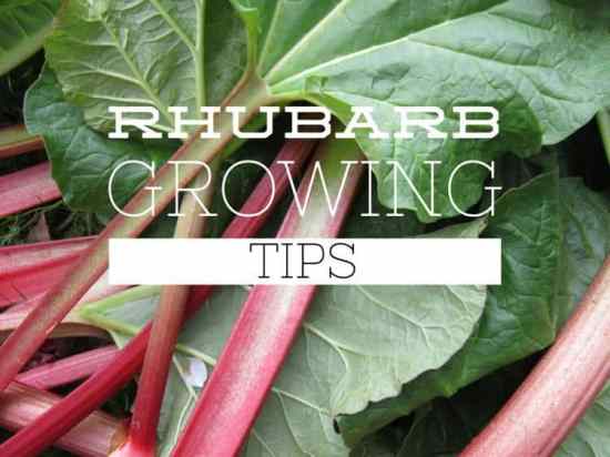 Rhubarb for the Home Garden