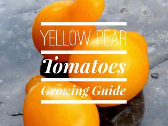 Guide to Growing Yellow Pear Tomatoes