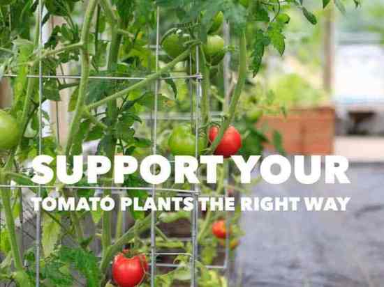 How to Support Your Tomatoes