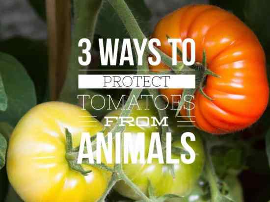 How to Protect Your Tomato Plants From Animals