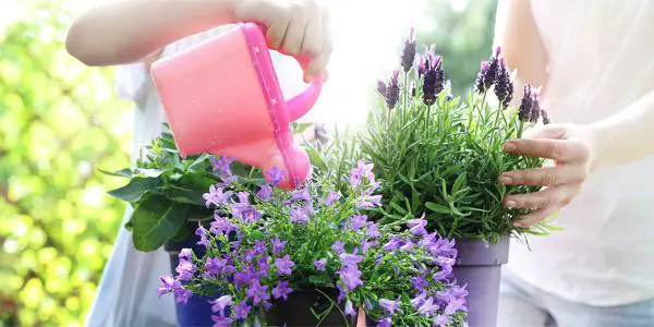 How To Take Care Of Your Garden In The Summer