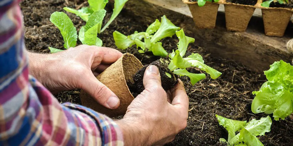 A Quick Guide To Starting Your Own Organic Garden