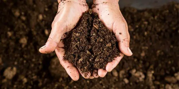 Vermicompost – A Boon For Your Yield!