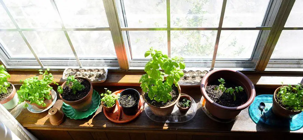 Your Guide to Sowing & Growing Plants Indoors!