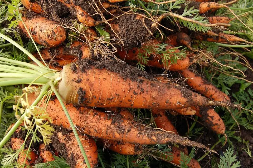 How To Grow Carrots At Home