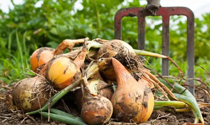 All about how to plant onions