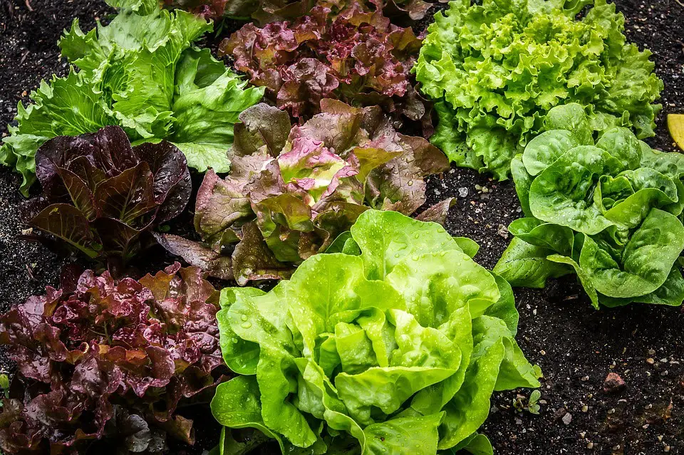 All the tips to know how to plant lettuce
