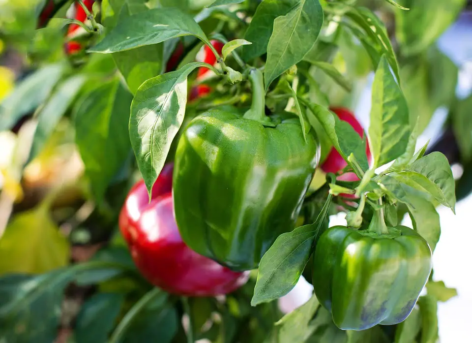 How to plant peppers in the home garden