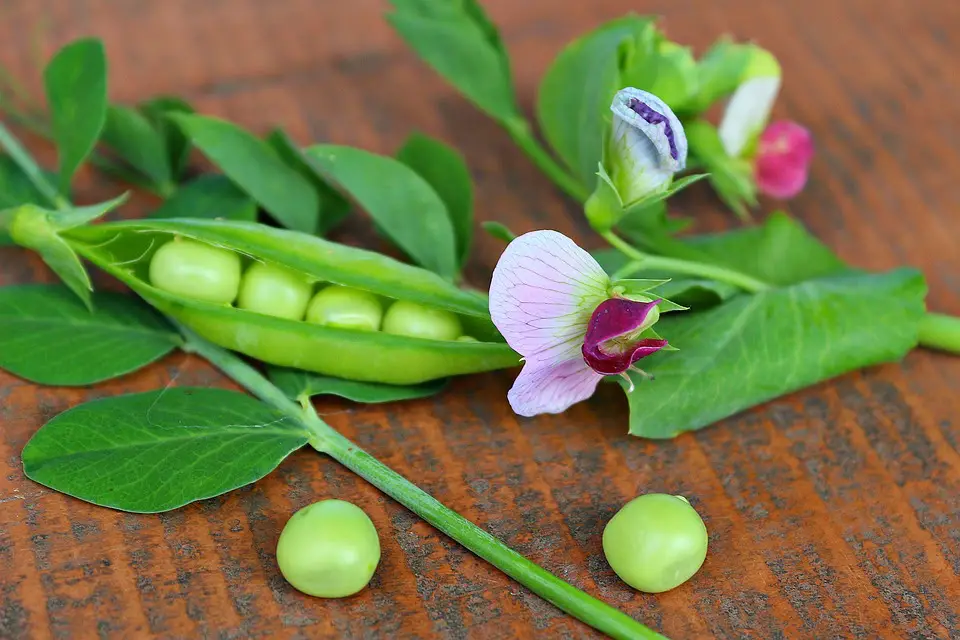 How to plant peas in your home garden