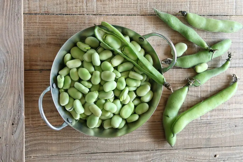 How and when to plant beans in our garden