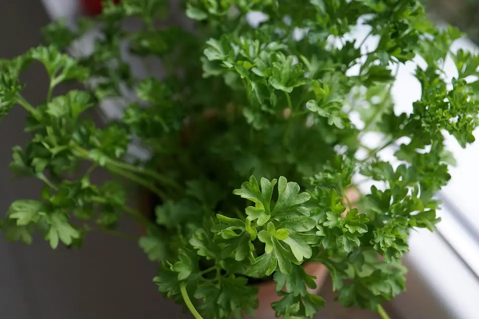 Tips for planting parsley in your home garden