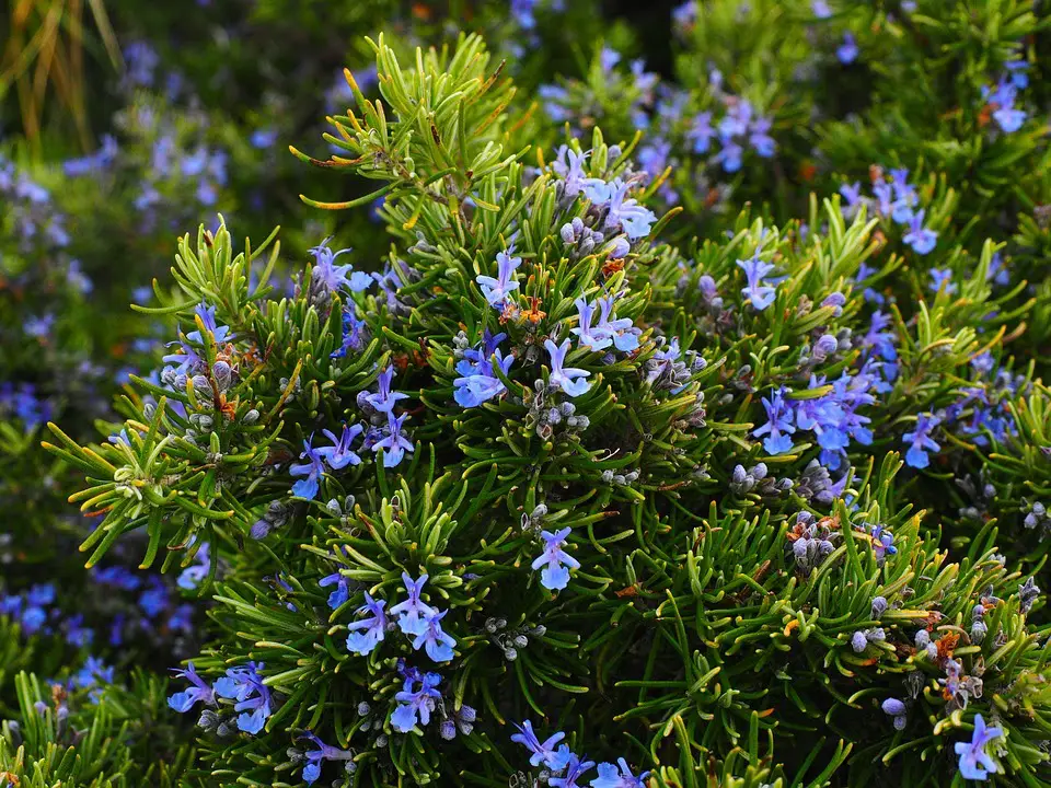 How to plant rosemary. Everything you need to know
