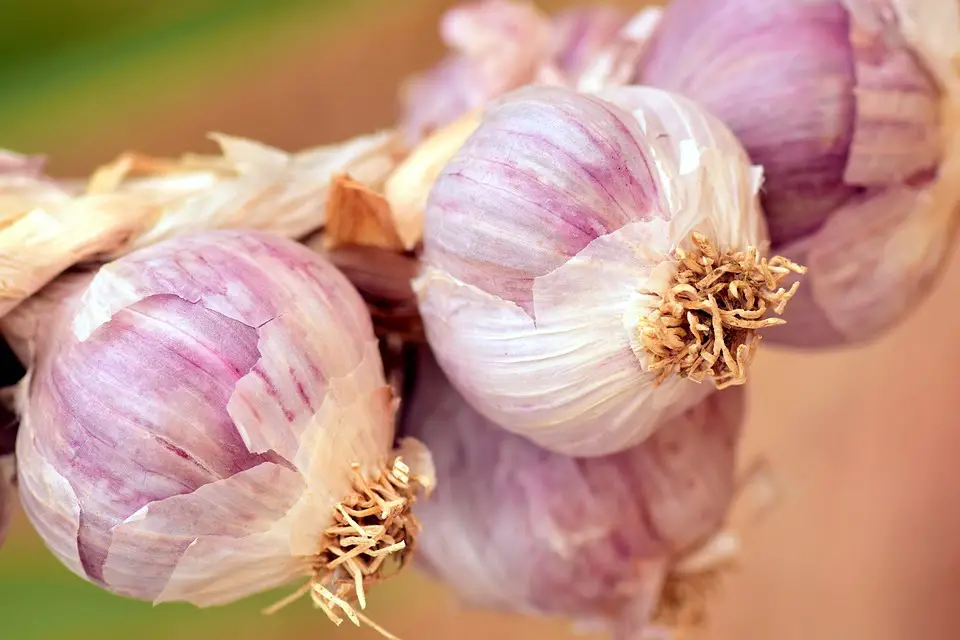 All about how to plant garlic