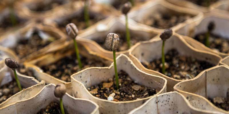 Why Your Seeds Are Not Sprouting?