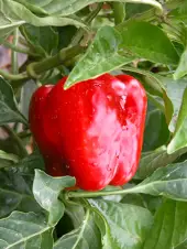 Tips for growing peppers