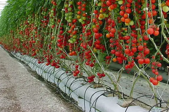 Planting and Growing Tomatoes. Easy and healthy!