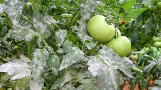 Tomato Diseases and pests