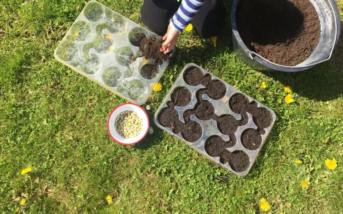 7 fast growing seeds for kids