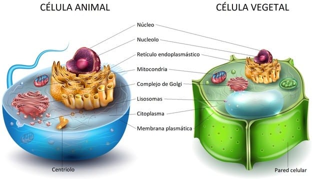 What is the difference between animal and plant cell?