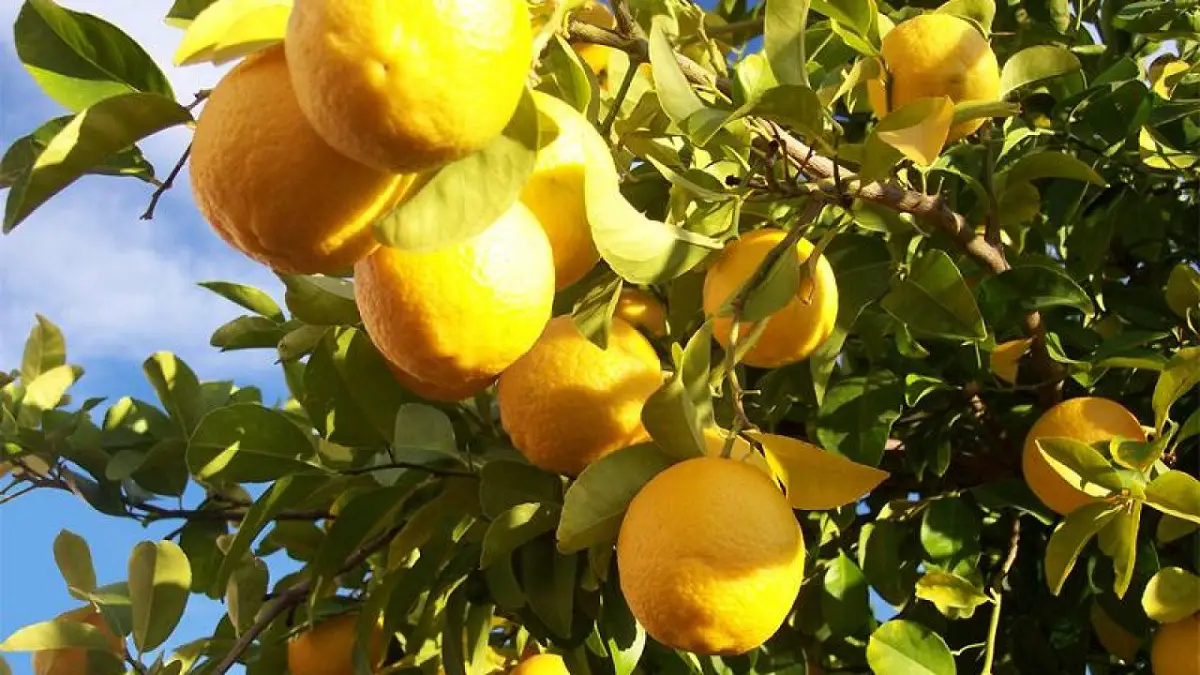 Lemon tree care