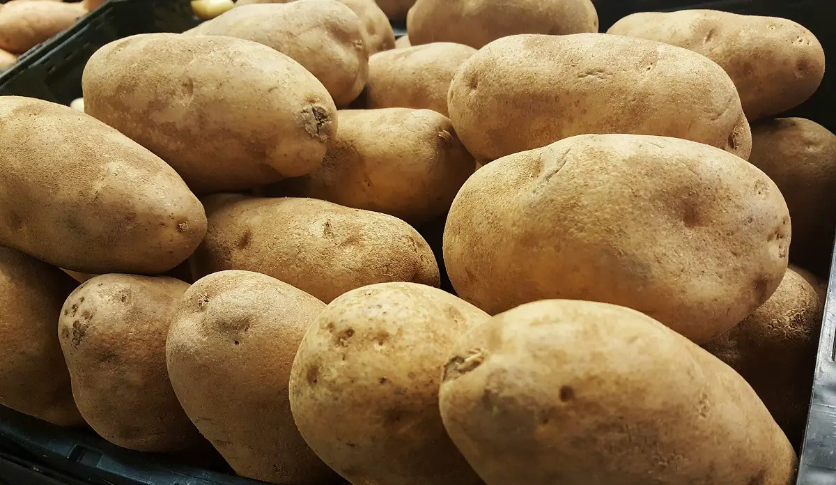 Kennebec potato