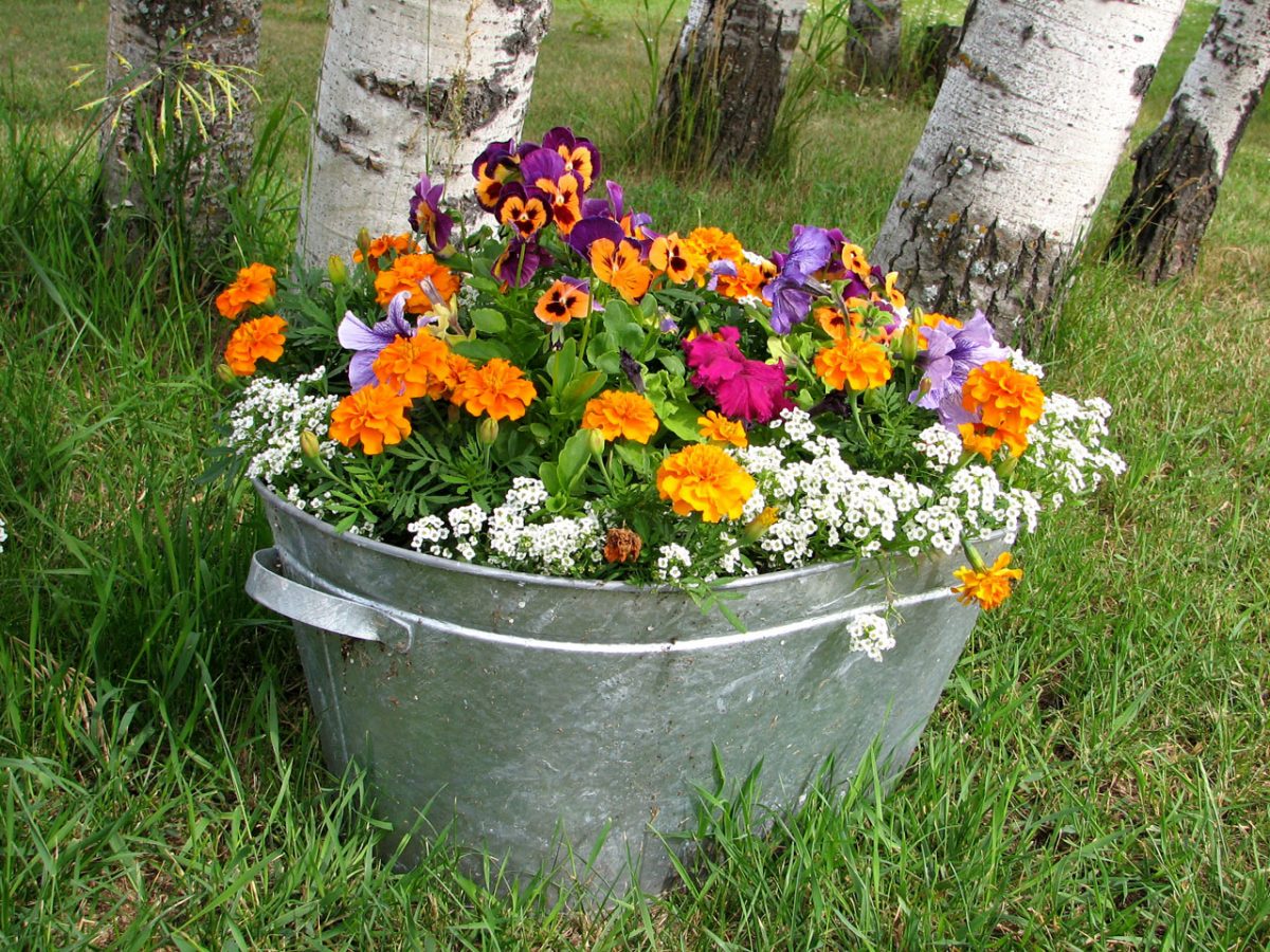 Keys to combine several plants in one pot successfully