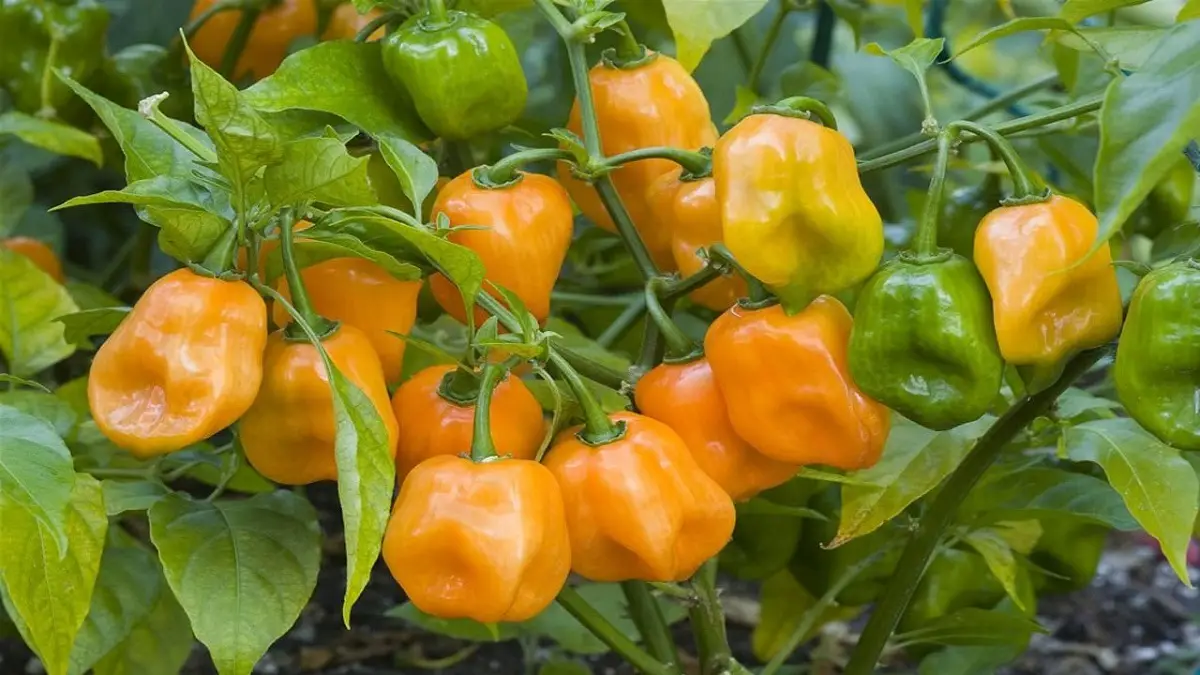 Habanero pepper (Capsicum chinense ‘Habanero’)