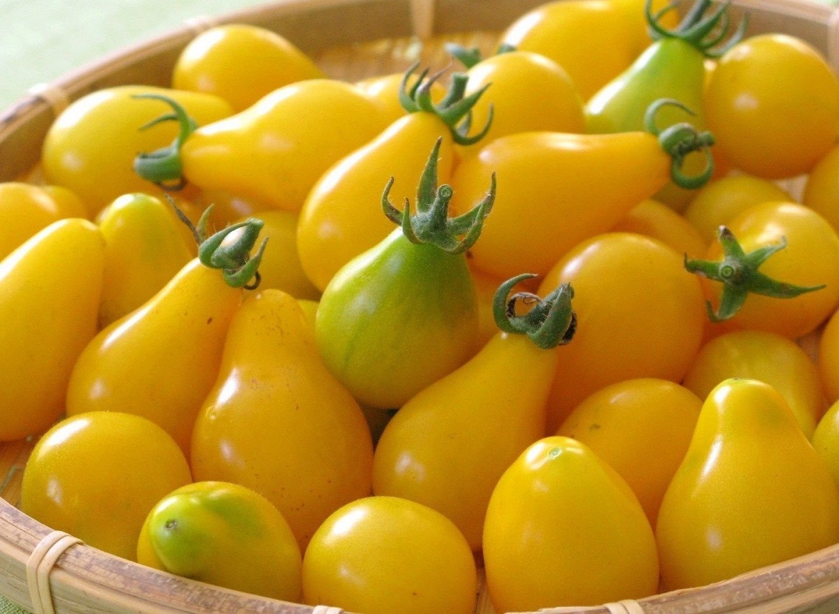 Yellow pear tomato (Solanum lycopersicum)