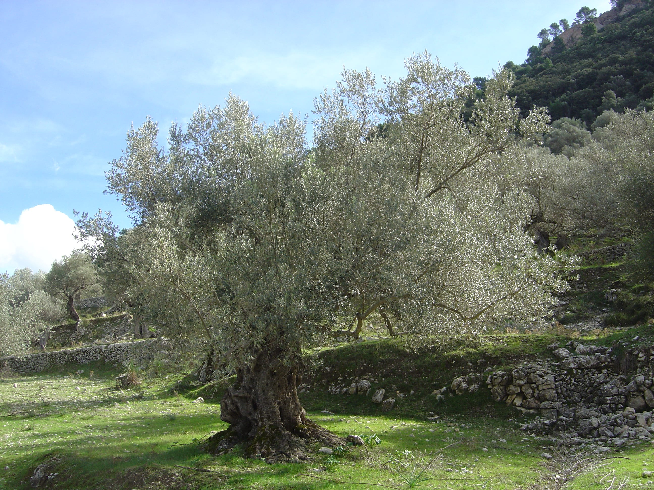 How long does an olive tree live?