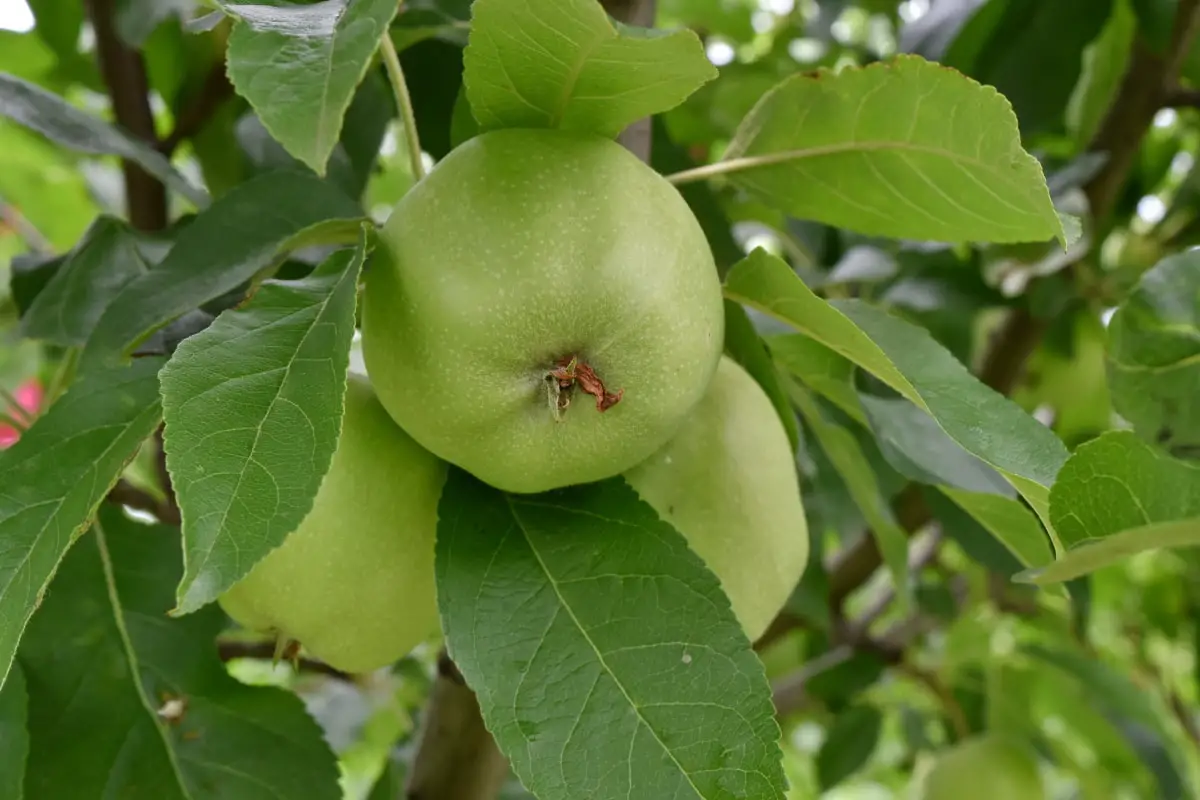 What is the best time to fertilize fruit trees?