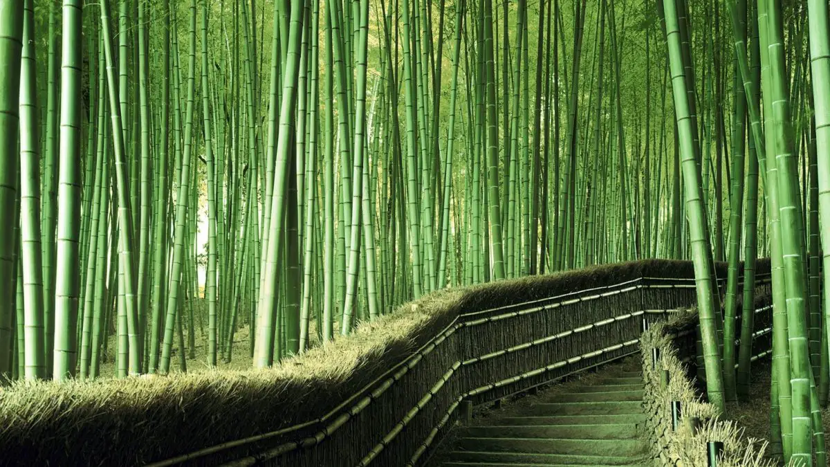 Types of bamboo