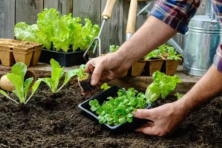 Crop alternatives for home gardens