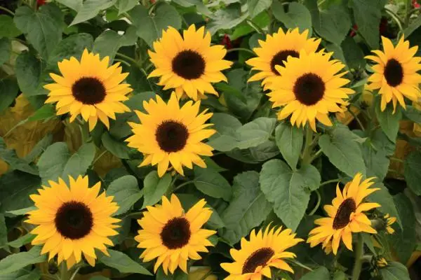 How to care for sunflowers