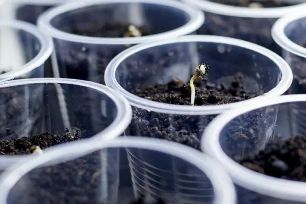 How to germinate a seed