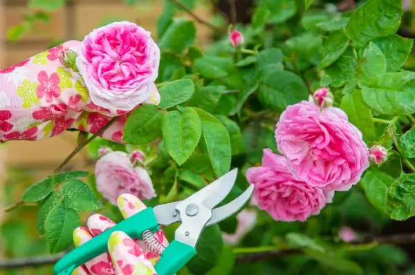 How to graft a rose bush