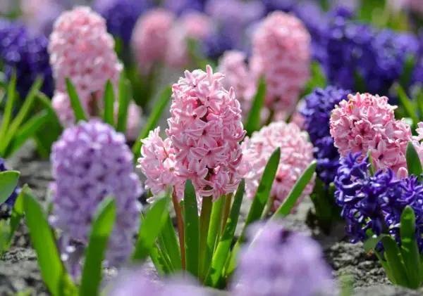 Caring for hyacinths