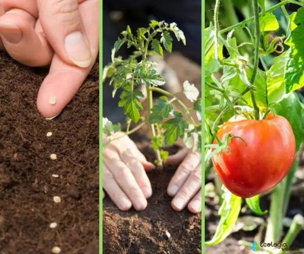 When to plant tomatoes