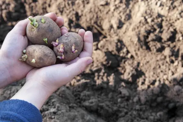 When to plant potatoes