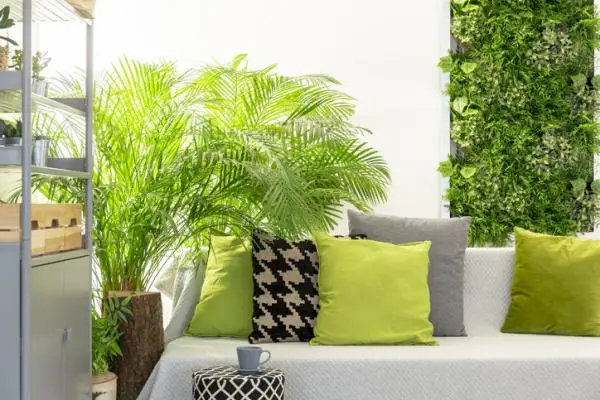 Indoor palm trees: names, characteristics, care, and photos