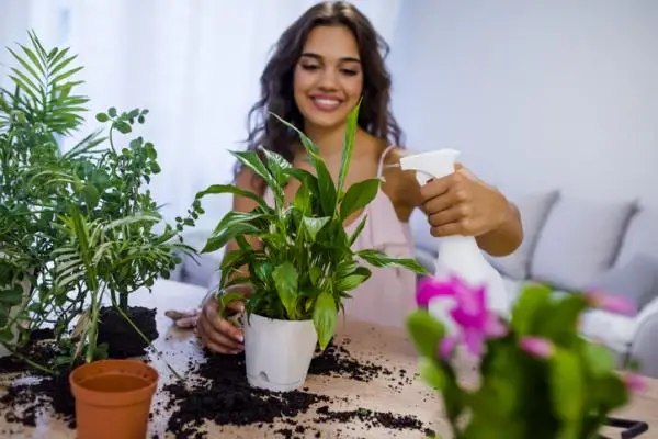 How to take care of indoor plants