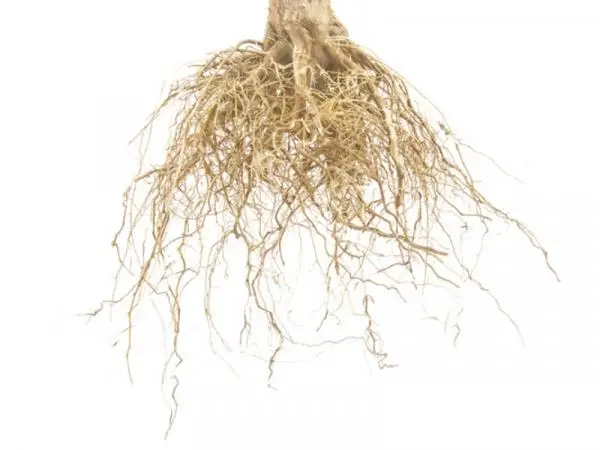 Types of roots