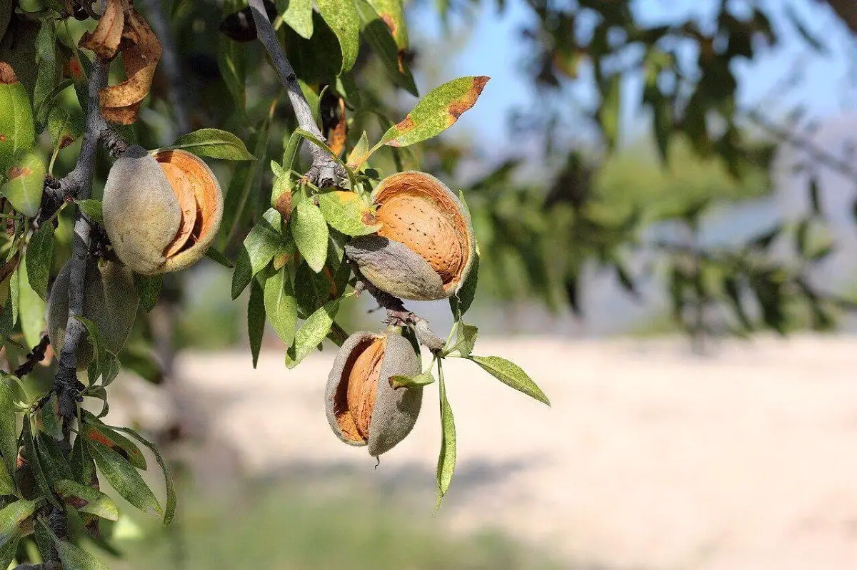 When are almond trees pruned