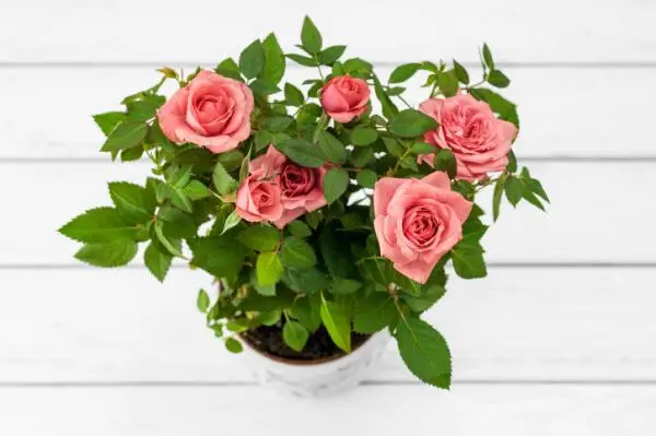 How to care for a potted rose bush