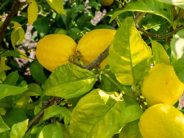 Yellow leaves on the lemon tree: causes and how to save it