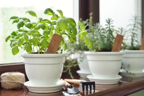 Aromatic indoor plants