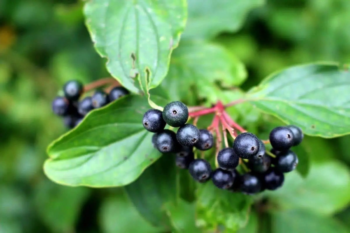 What plants produce berries?