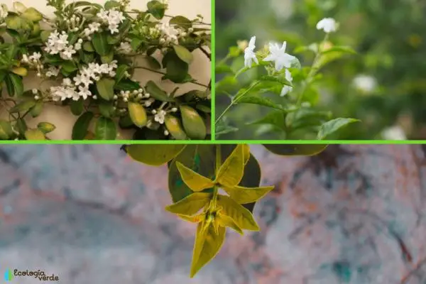 Yellow leaves on jasmine: causes and how to cure it
