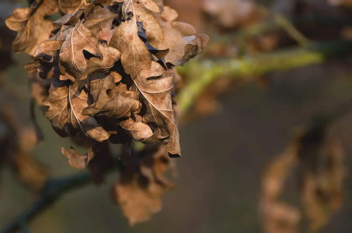 Brown leaves on plants: what do they mean?